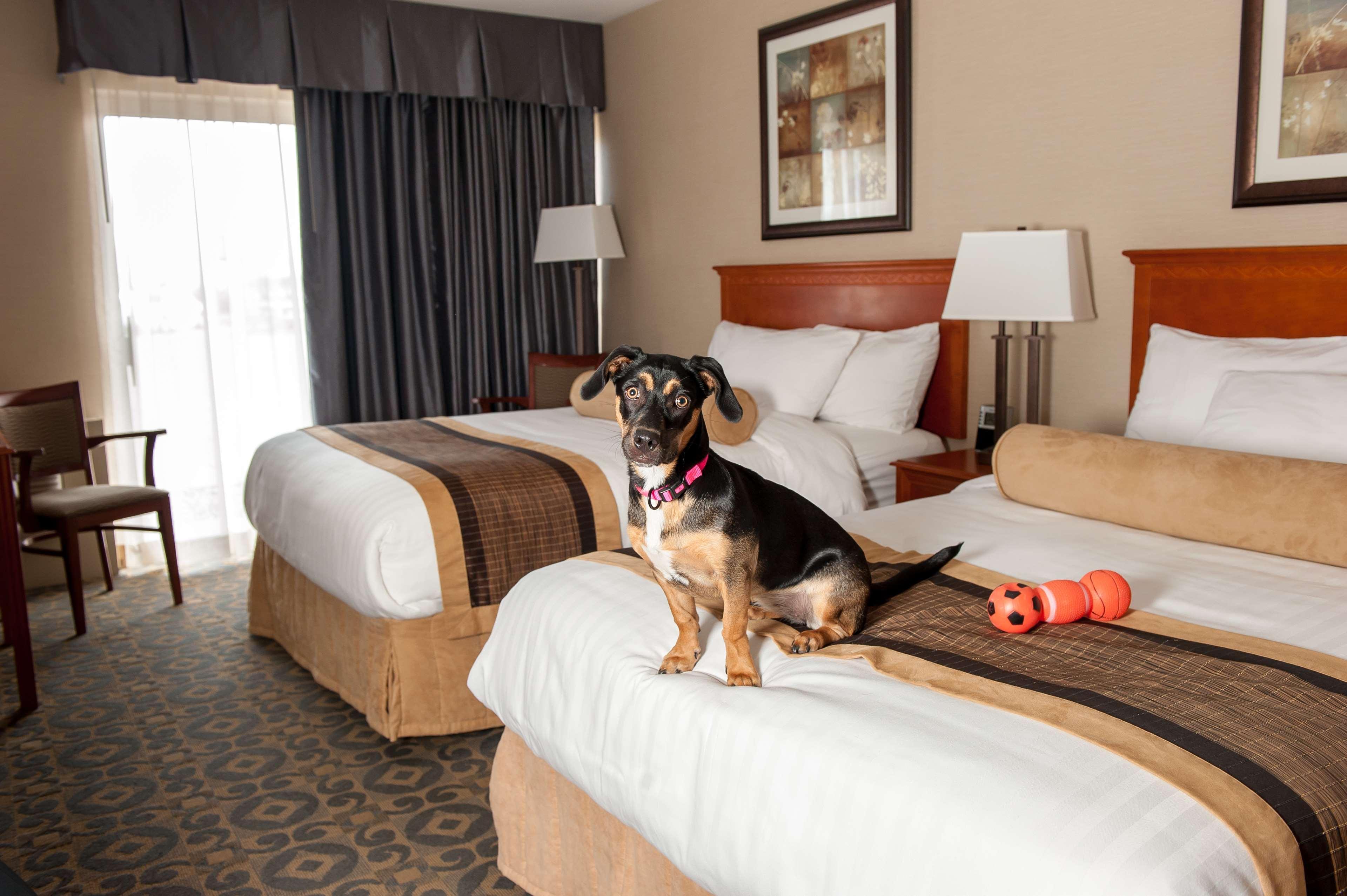 Best Western Brantford Hotel And Conference Centre Exterior foto
